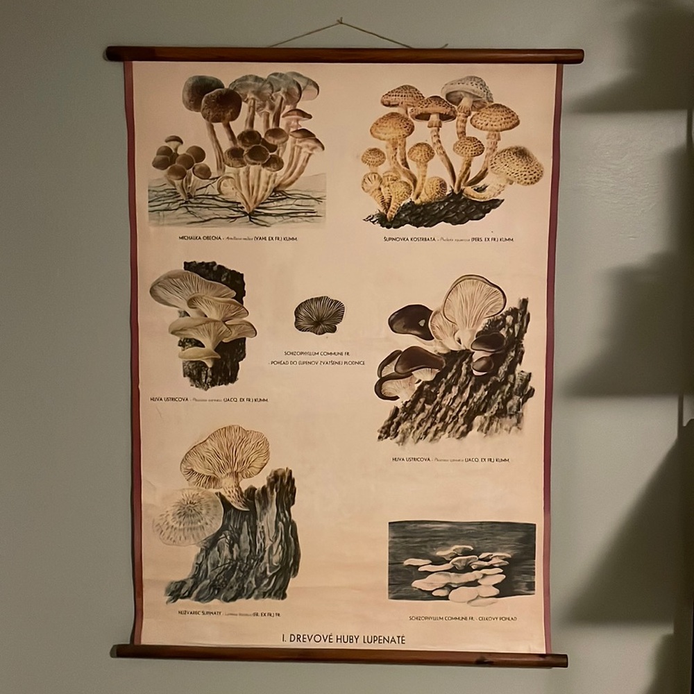 Vintage Mushroom Poster
